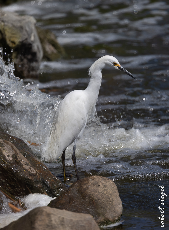 emily renzel wetlands 2025